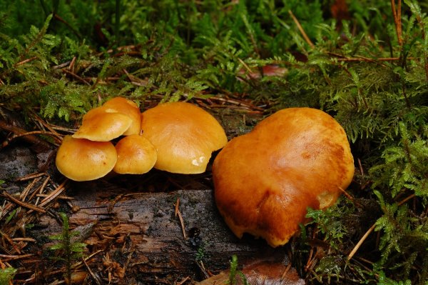 Съедобные грибы в октябре