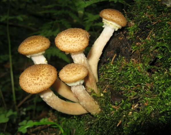 Опята грибы