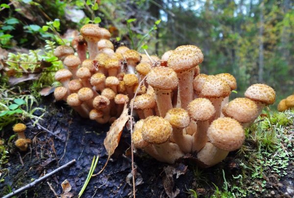 Лесные опята съедобные