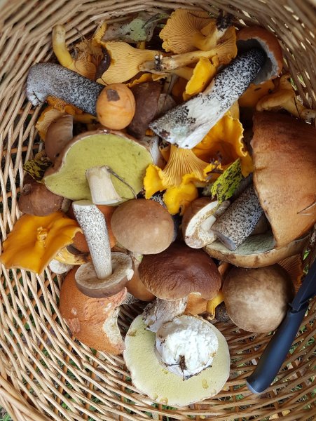 Грибы в сентябре