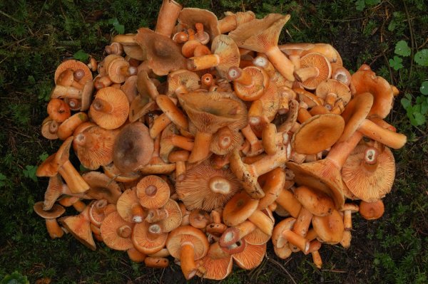 Съедобные опята Черноземья