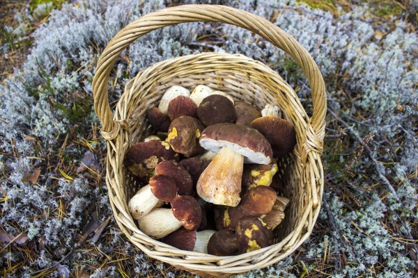 Грибы КБР съедобные