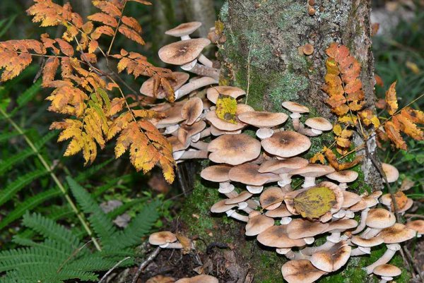 Лесные опята съедобные