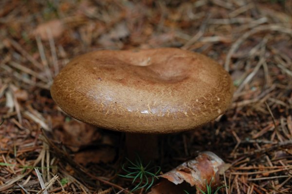 Съедобные грибы Подмосковья