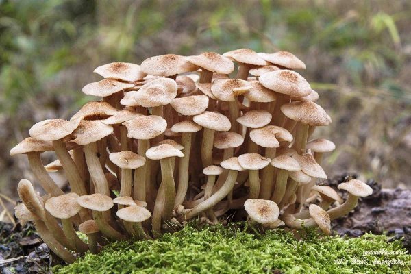 Опята грибы съедобные