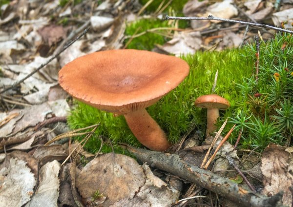 Сыроежка бугорчато-Лазоревая