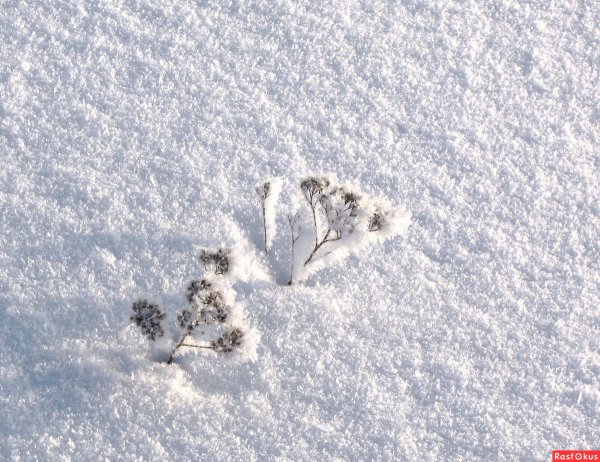 Снег пушистый сугроб