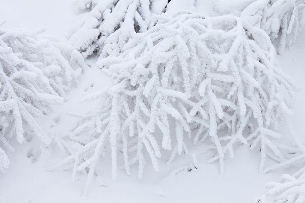 Заснеженная ветка