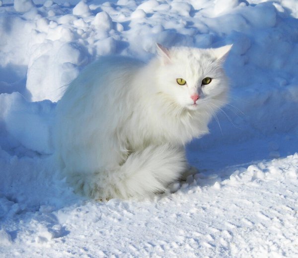 Снежная кошка