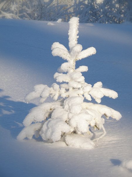 Снежная елка