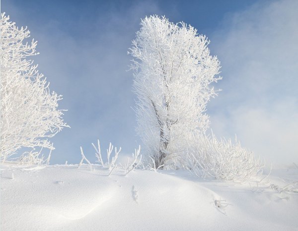 Пушистый снег на деревьях