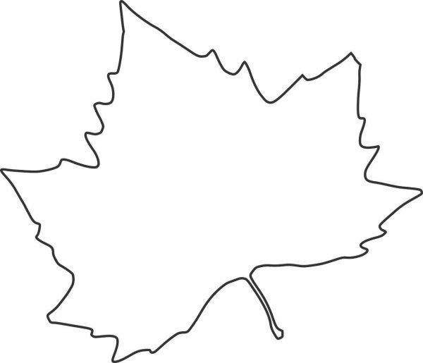 Контур кленовых листьев