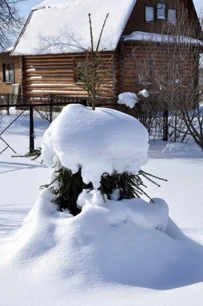 Мартовский снежок