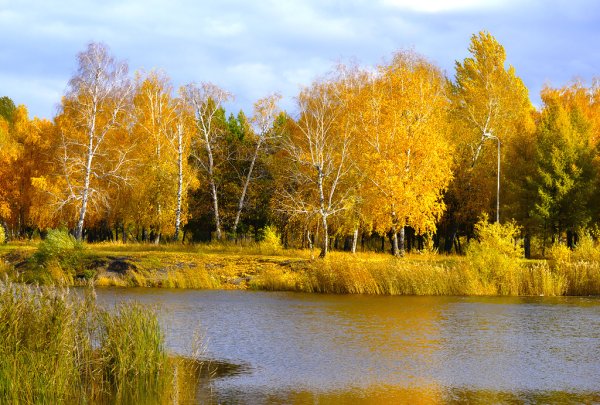 Золотая осень природа