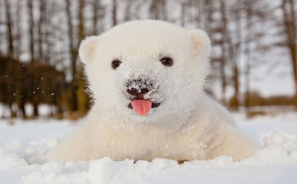 Белый Медвежонок