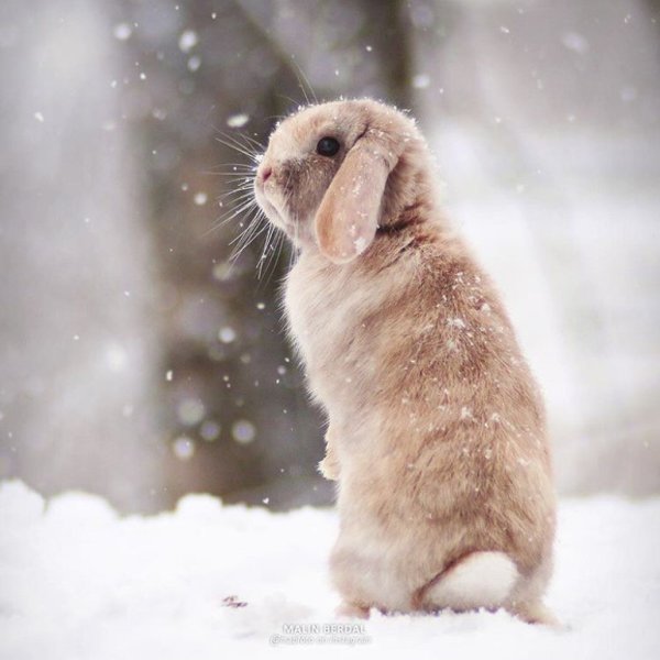 Кролик в снегу