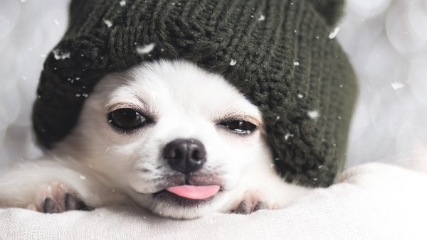 Щенок в шапке