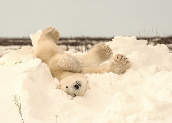 Белый медведь на снегу