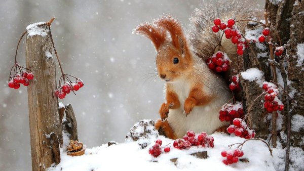 Зимние животные