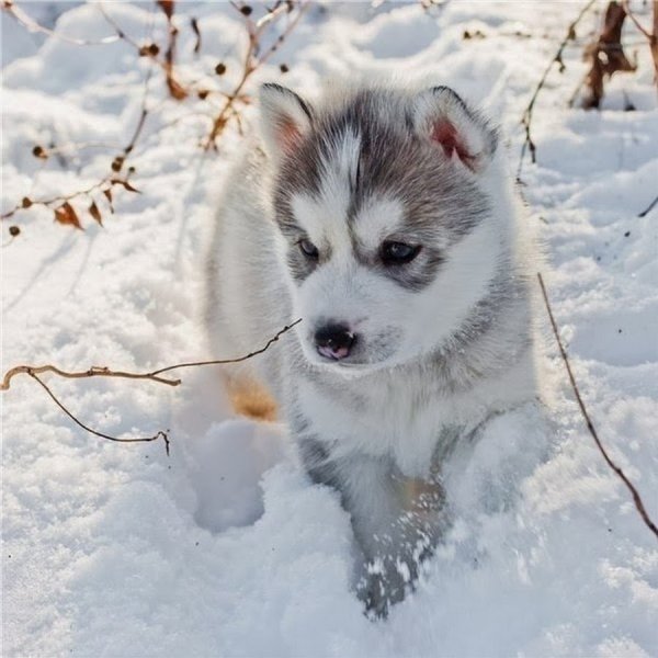 Собака хаски щенок милые