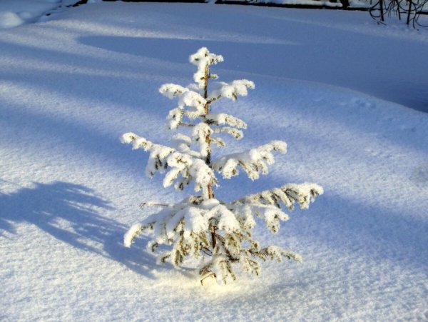 Маленькая елочка зимой