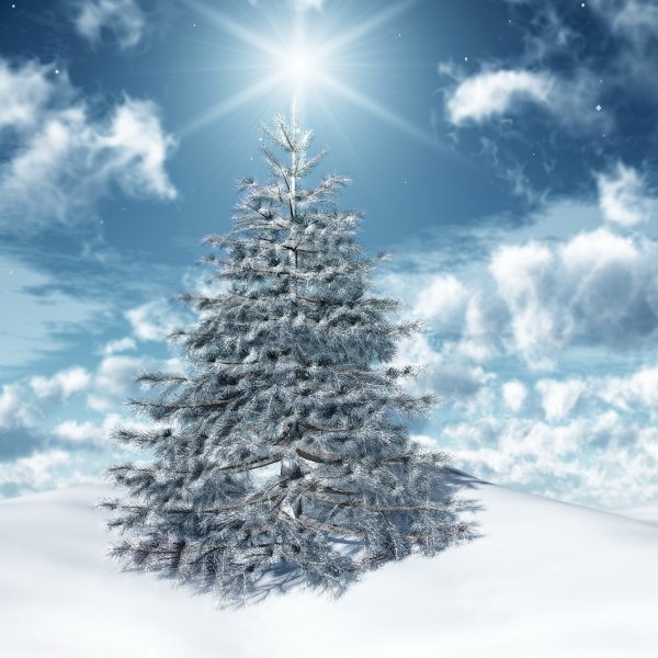 Ель в снегу