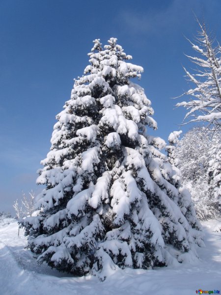 Елка в снегу