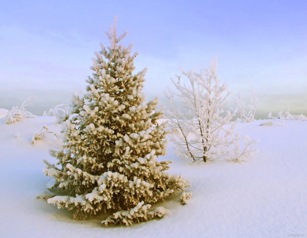 Елочка в лесу зимой