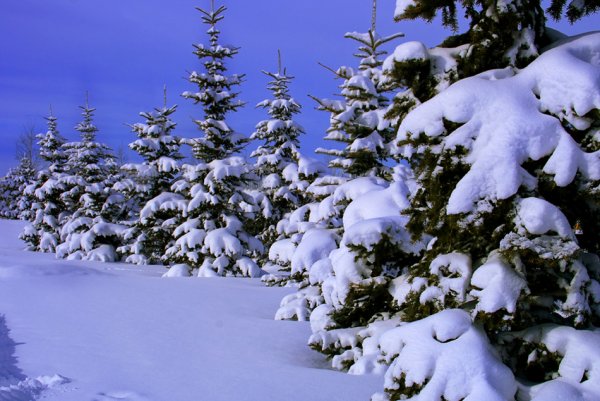 Елочка в снегу