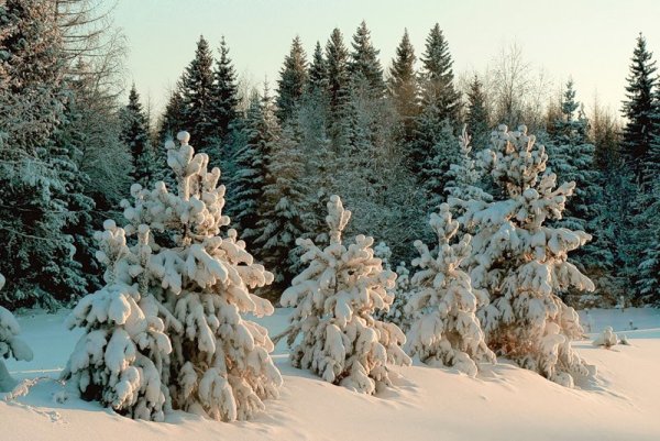 Заснеженная елка в лесу