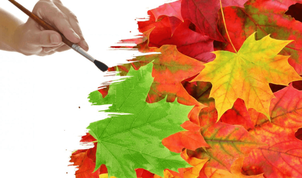 Осень краски листва