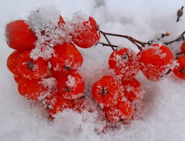 Ветка рябины в снегу
