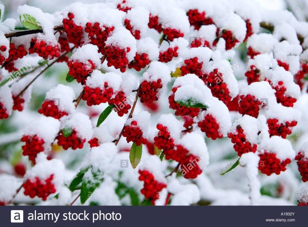 Ягоды в снегу в хорошем качестве