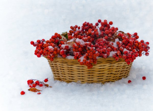 Ягоды рябины в снегу