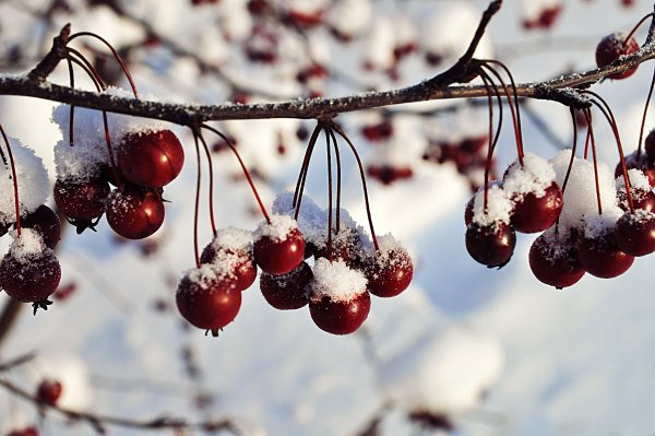 Вишня на снегу