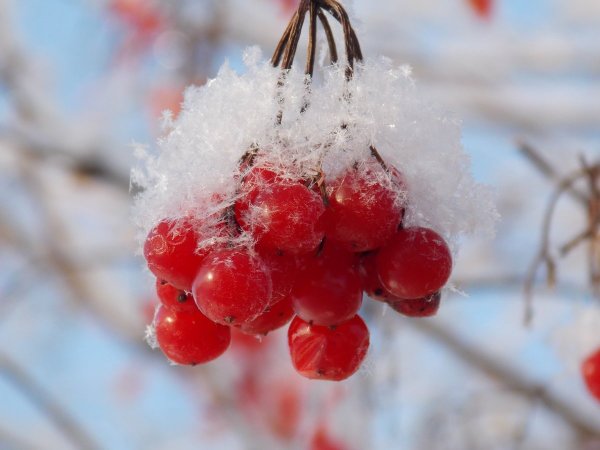 Калина взимку