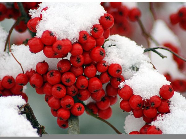 Ягоды под снегом