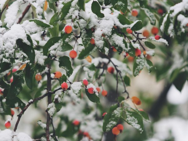 Плодовые деревья в снегу