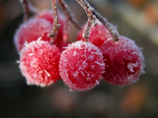 Ягоды в инее