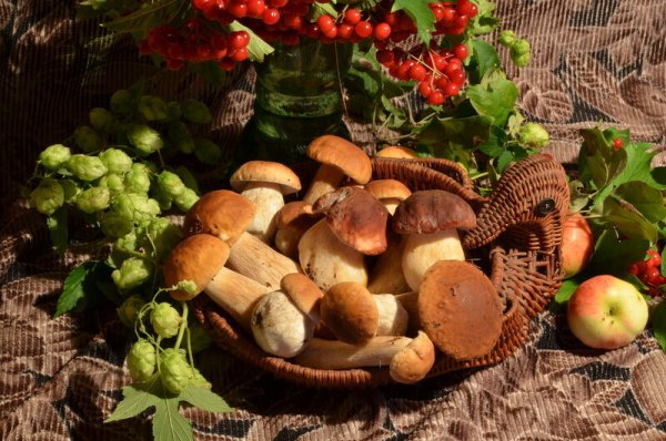 Грибы и ягоды
