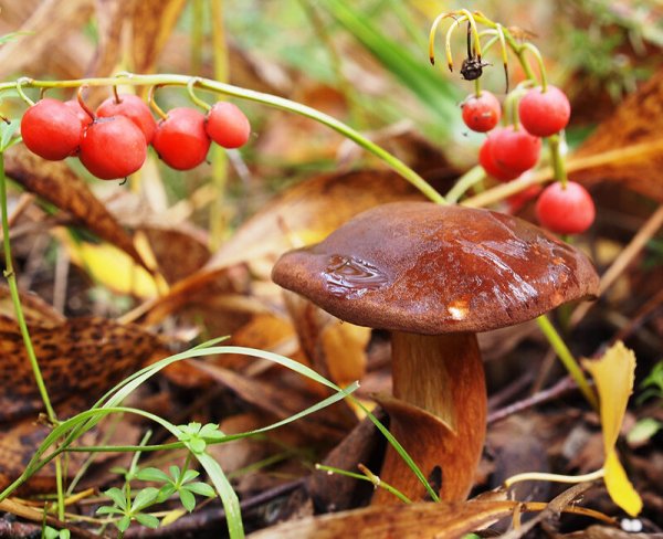 Осенние ягоды и грибы