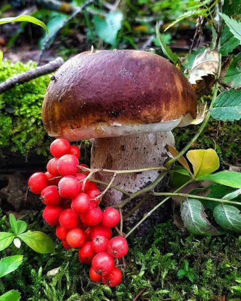 Лес грибы ягоды