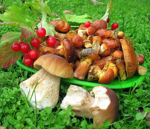Грибы и ягоды