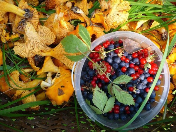 Осенние дары леса