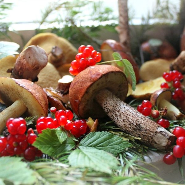 Лес грибы ягоды