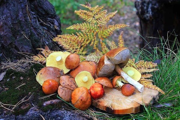Грибы и ягоды