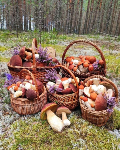 Осенние дары леса