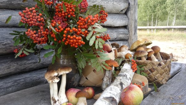 Осенние дары леса