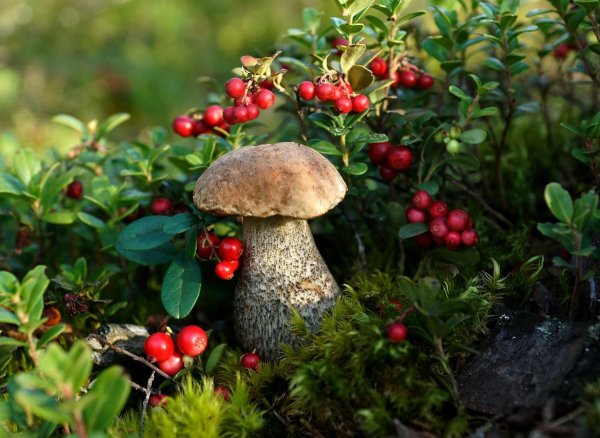 Карелия ягель ягоды грибы