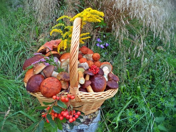 Дары леса